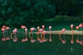 Flamingos pink birds on the river