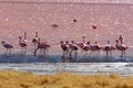Flamingos in pink lake in bolivia