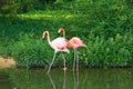 Flamingos pink zoo bird flamingo