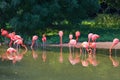 Flamingos pink zoo bird flamingo outdoor