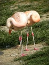 Flamingos pink zoo birds