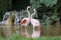 Flamingos Playing