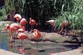 Flamingos in the Pool