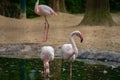 Flamingos in a Pool Royalty Free Stock Photo