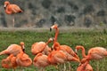 Flamingos