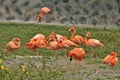 Flamingos