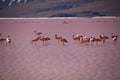 Flamingos in red lagoon in Bolivia Royalty Free Stock Photo