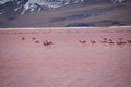 Flamingos in Red lagoon laguna colorada in abaroa National Park