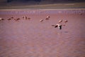 Flamingos in Red lagoon laguna colorada in abaroa National Park