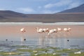 Flamingos on red lake, Salt lake, Bolivia Royalty Free Stock Photo