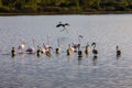 Flamingos resting on Lake Korission, Corfu