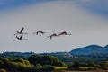 Flamingos resting on Lake Korission, Corfu