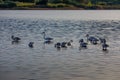 Flamingos resting on Lake Korission, Corfu