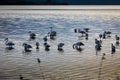 Flamingos resting on Lake Korission, Corfu