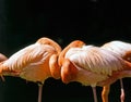 Flamingos resting in pond