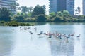 Flamingos resting in the salt works Royalty Free Stock Photo