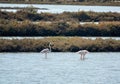 Flamingos in Ria Formosa natural park Portugal Royalty Free Stock Photo