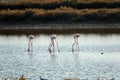 Flamingos in Ria Formosa natural park Portugal Royalty Free Stock Photo