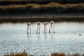 Flamingos in Ria Formosa natural park Portugal Royalty Free Stock Photo