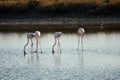 Flamingos in Ria Formosa natural park Portugal Royalty Free Stock Photo