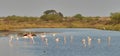 Flamingos in Ria Formosa natural park Portugal