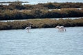 Flamingos in Ria Formosa natural park Portugal Royalty Free Stock Photo