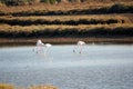 Flamingos in Ria Formosa natural park Portugal Royalty Free Stock Photo