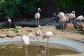 Flamingos in a river in a zoo Royalty Free Stock Photo