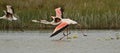 the flamingos run to fly, Greater flamingo, Phoenicopterus roseus Royalty Free Stock Photo