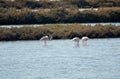 Flamingos in Ria Formosa natural park Portugal Royalty Free Stock Photo