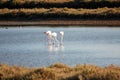 Flamingos in Ria Formosa natural park Portugal Royalty Free Stock Photo