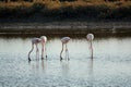 Flamingos in Ria Formosa natural park Portugal Royalty Free Stock Photo