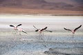 Flamingos in the Salt flat of Atacama (Chile)