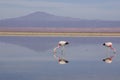 Flamingos in the salt lake of atakama desert in chile