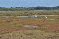 Flamingos in the salt marsh