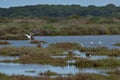 Flamingos in the salt marsh