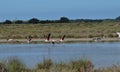 Flamingos in the salt marsh