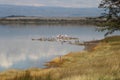 Flamingos and seagulls at the shore of Lake Elmenteita Royalty Free Stock Photo