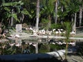 Flamingos in Selwo Aventure.-Estepona