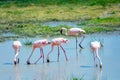 Flamingos in a shallow pool Royalty Free Stock Photo