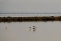 Flamingos silhouettes - Messolonghi, Greece