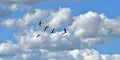 Flamingos in the sky with clouds behind