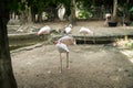 Flamingos sleeping in the zoo. Flock of Greater Flamingo bird sleeping background. (Phoenicopterus roseus) Royalty Free Stock Photo