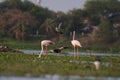 Flamingos and spot billed ducks