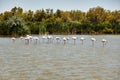Flamingos spotted in la Camargue