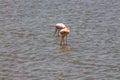 Flamingos spotted in Lake Amboseli