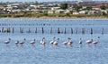 Flamingos standing in deep water with a township in the background