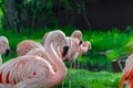 Flamingos standing in morning sunlight