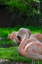 Flamingos standing in morning sunlight