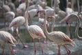 Flamingos standing next to a pond